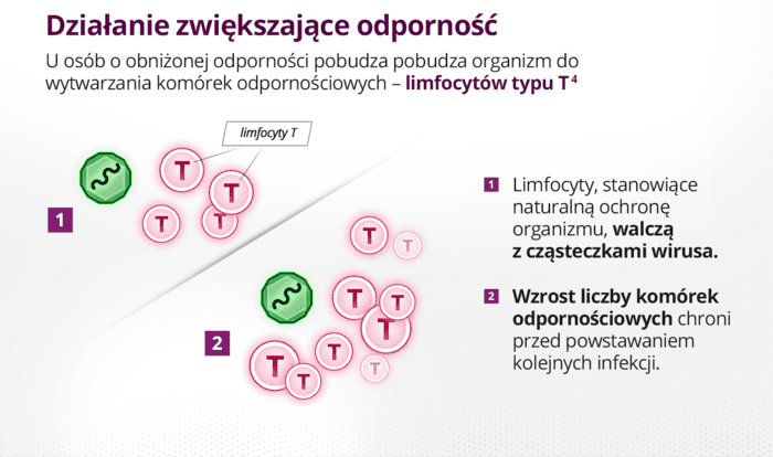 Działanie zwiększające odporność. U osób o obniżonej odporności pobudza pobudza organizm do wytwarzania komórek odpornościowych - limfocytów typu T. 1)Limfocyty, stanowiące naturalną ochronę organizmu, walczą z cząsteczkami wirusa. 2) Wzrost liczby komórek odpornościowych chroni przed powstawaniem kolejnych infekcji.