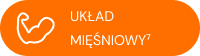 Układ mięśniowy
